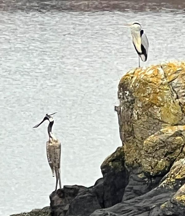 Duncan Hutchinson Stainless Steel Heron, in Lochinver