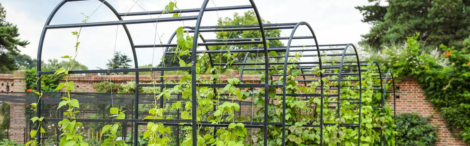 Black metal arch frames with climbing beans in a walled kitchen garden